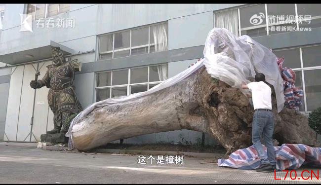 一级古树违规迁移死亡后流向木雕厂 监管失守酿悲剧
