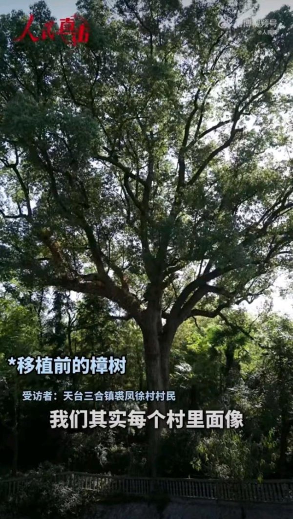 一级古树违规迁移死亡后流向木雕厂 监管失守酿悲剧