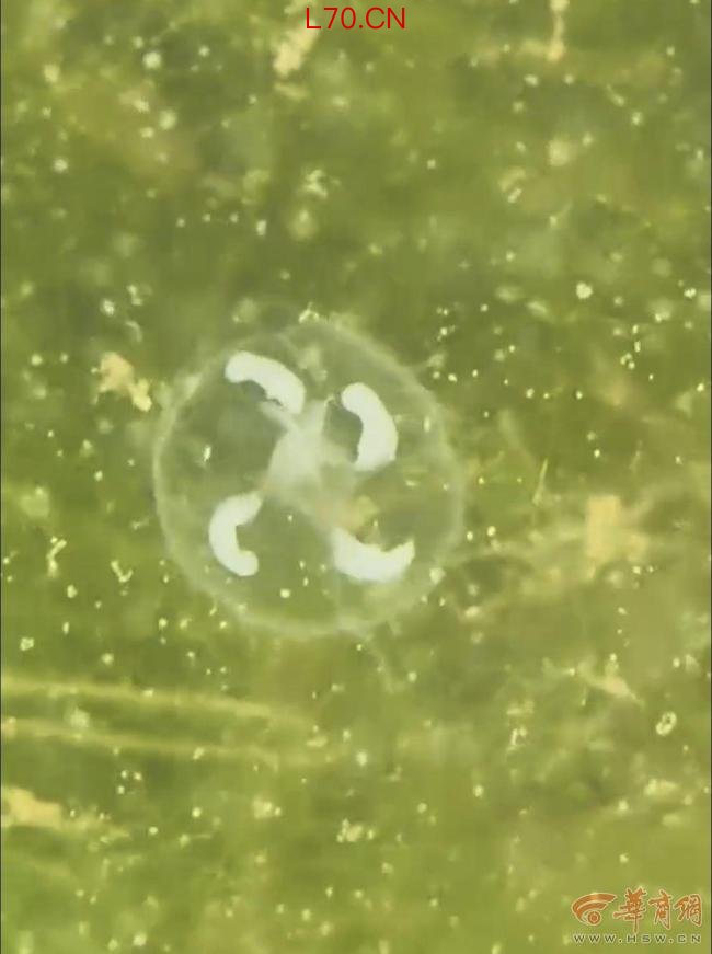 西安一公园湖水中的“小透明” 竟是“5.5亿岁”的桃花水母！专家：地球上最古老的无脊椎动物之一